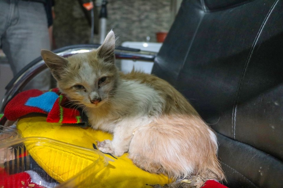 Iğdır'da ayakları kesik halde bulunan yavru kedi tedavi altına alındı - 1