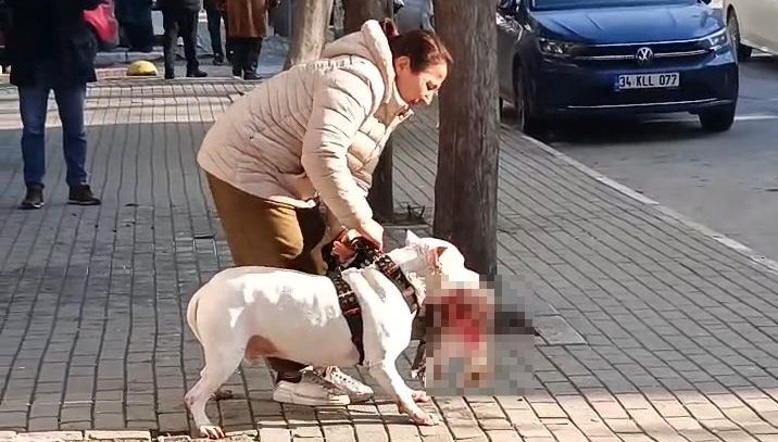 Sokakta pitbull dehşeti: Kediyi parçalayan köpeğin sahibi tutuklandı