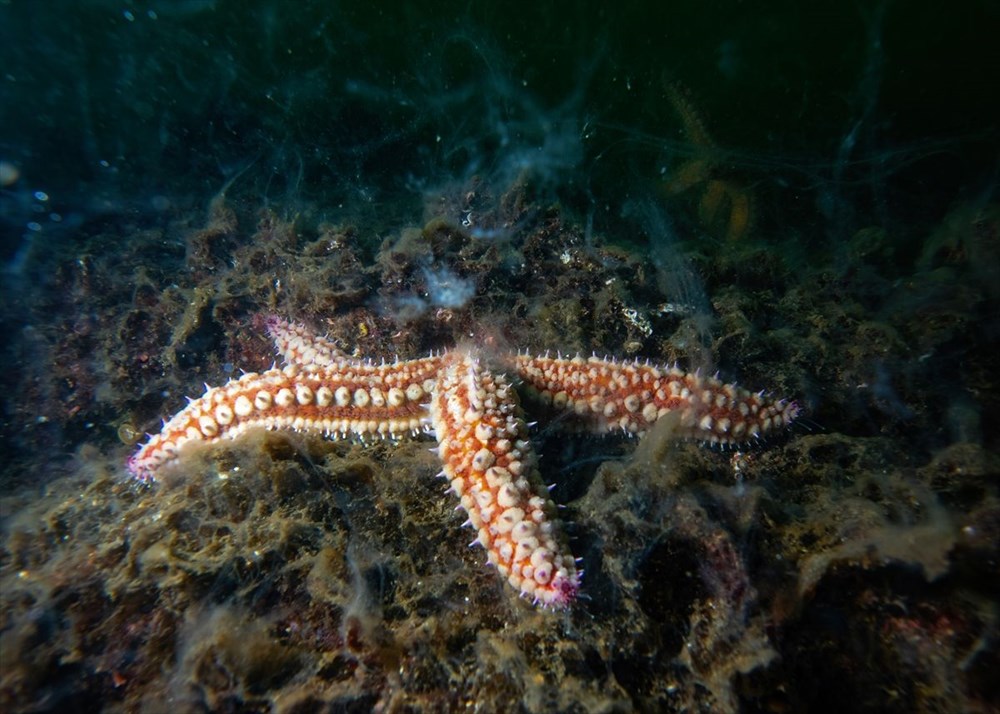 Türkiye’nin geleceğini tehdit eden deniz salyası ABD basınının gündeminde - 11