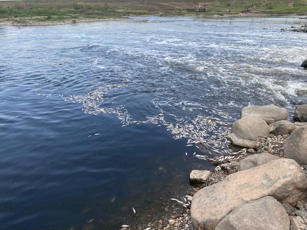 Dicle Nehri'nde tedirgin eden görüntü: Binlerce balık telef oldu - 2