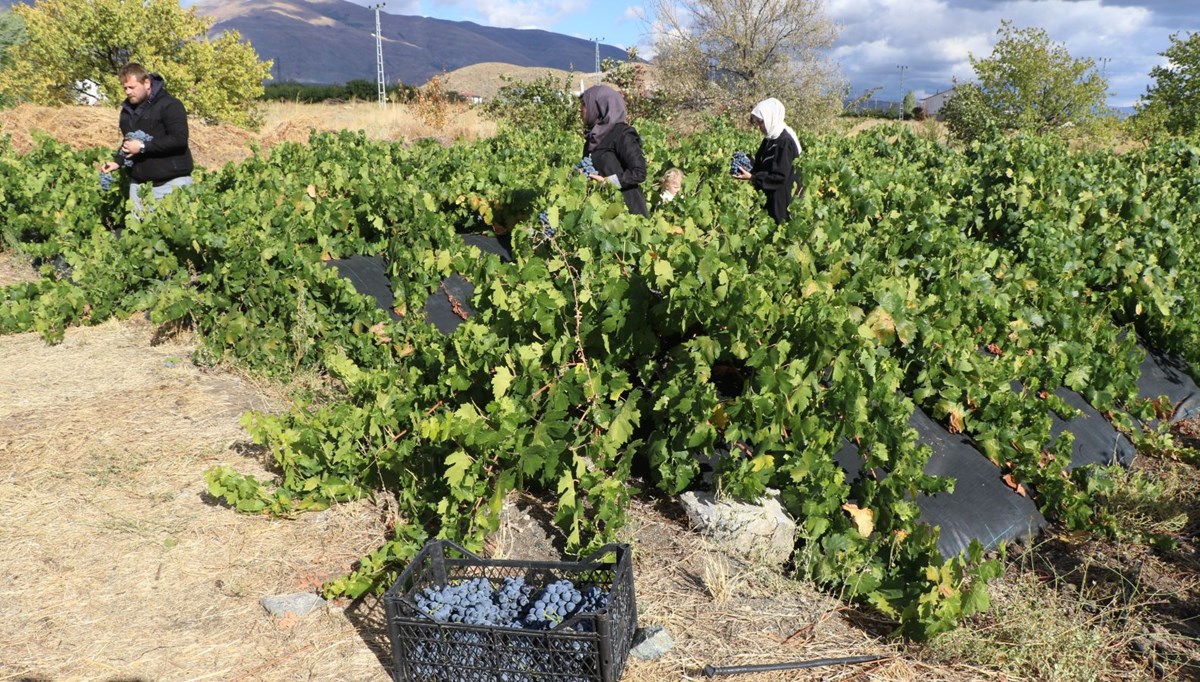 Şeker oranı düşük, tescilli lezzet:  Sabahın ilk ışıklarında hasat mesaisi