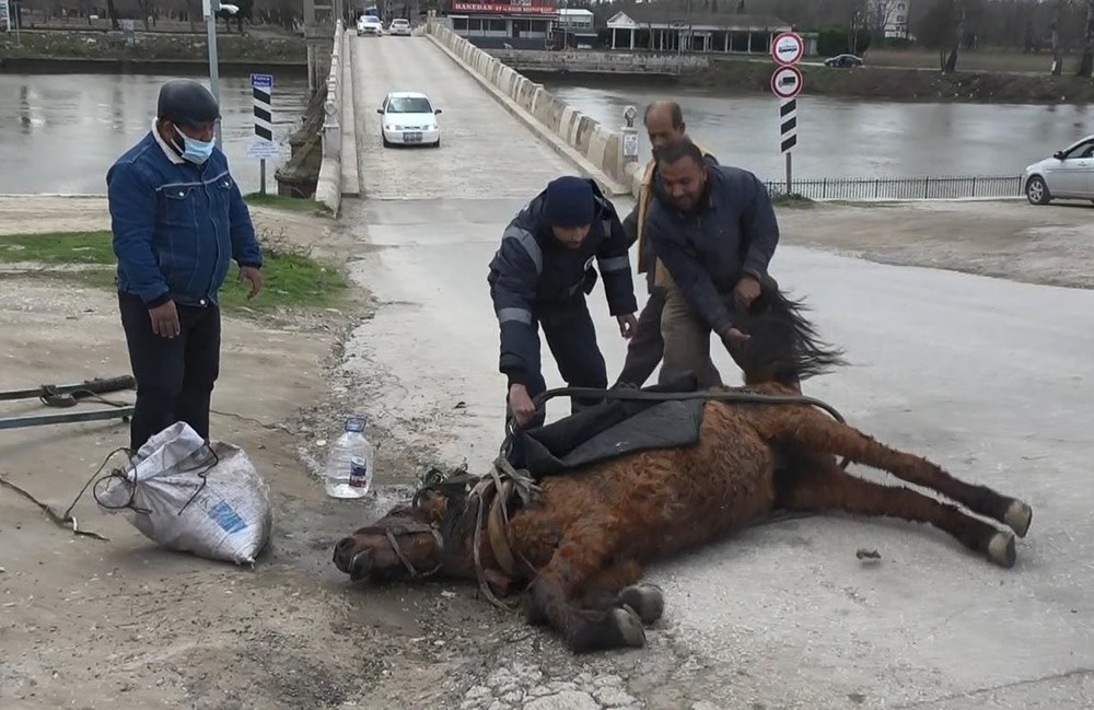 Edirne'de tepki çeken görüntü: Aşırı yükten yere yığılan ata göz göre göre işkence - 4
