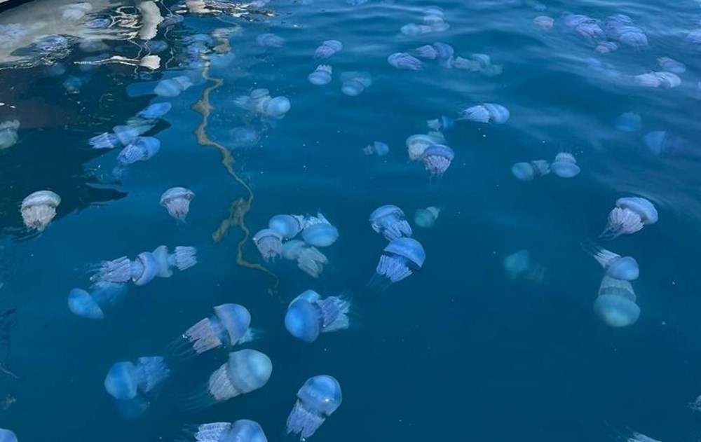 40 kilograma kadar ulaşabiliyorlar: "Sakın temas etmeyin" 72 5EEggn9k80y3 7gCVdeBAA