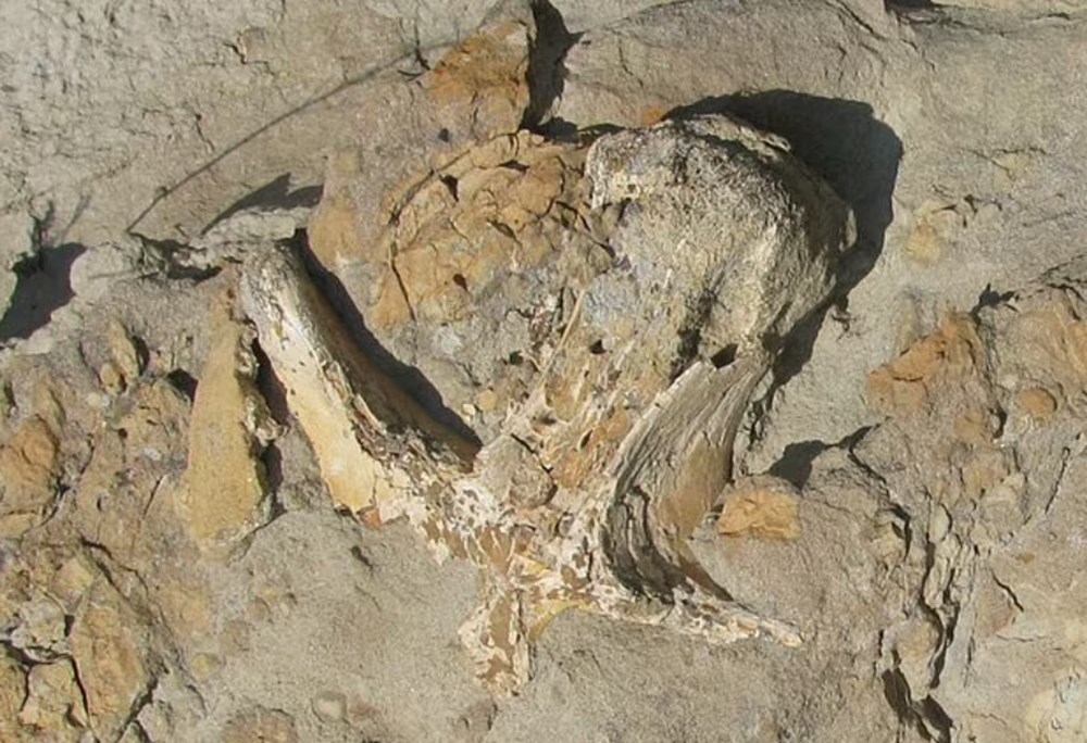 76 milyon yıl önce yaşayan yeni bir dinozor türü keşfedildi: T. rex'in atası bulundu mu? - 5