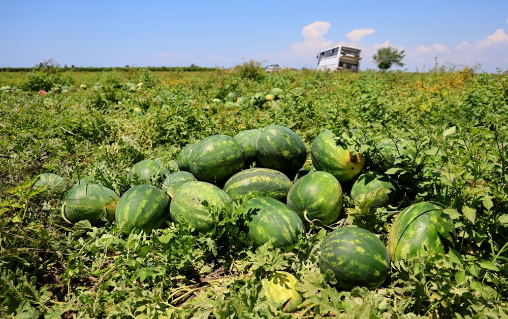 Tarlada kilosu 9-10 liraya geriledi: Hasat devam ediyor - 1