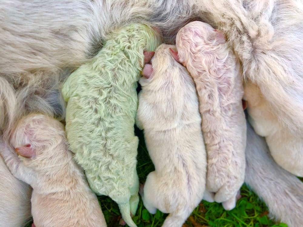 İtalya'da yeşil tüylü bir köpek dünyaya geldi - 6