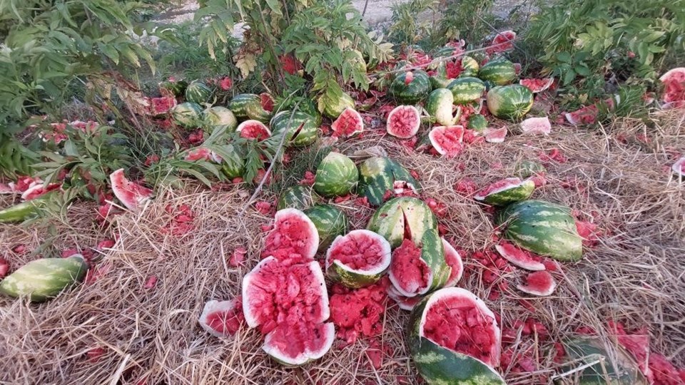 Samsun'da ırmak kenarına karpuz döküldü: İnceleme başlatıldı - 1