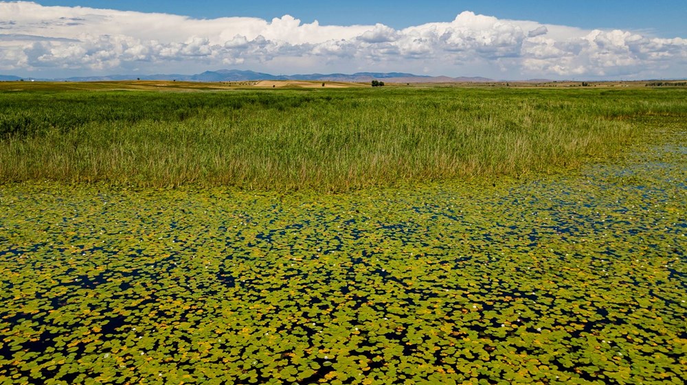 Türkiye'nin en büyük nilüfer bahçesi: Beyşehir Gölü - 17