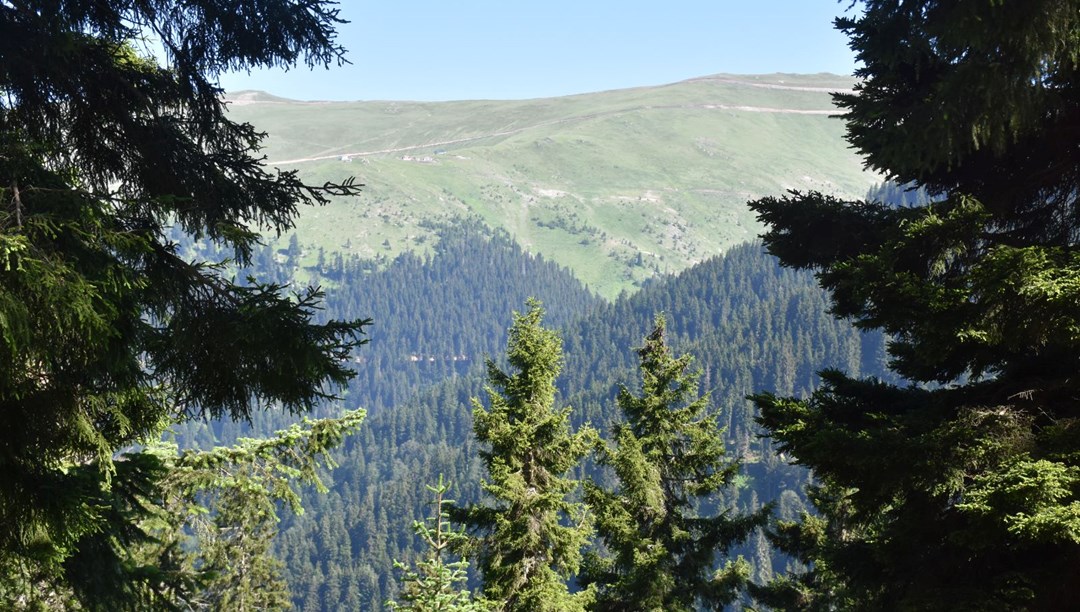 Orman içindeki kanuna aykırı yapılar için el koyma kararı alınabilecek