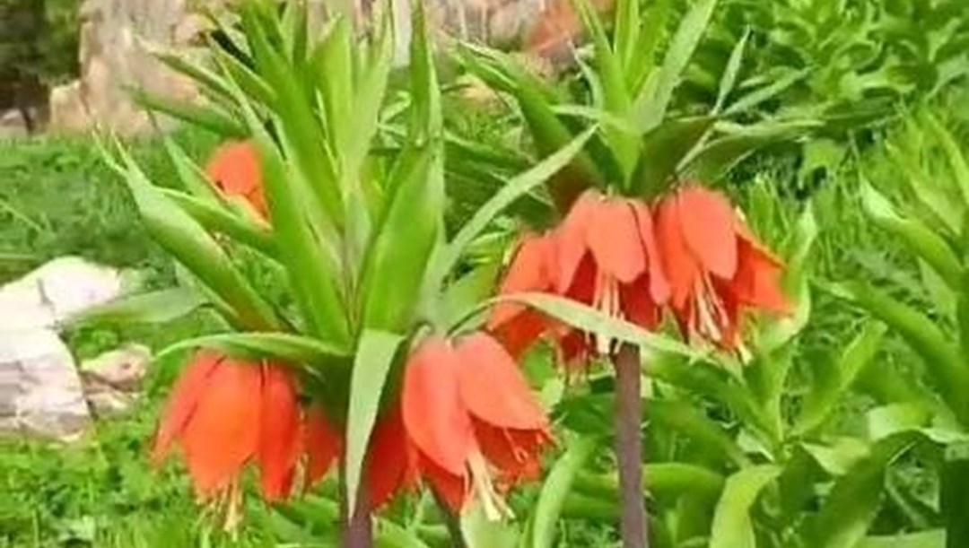 Halk arasında ''Ağlayan gelin'' olarak da biliniyor: Nesli tükenme tehlikesiyle karşı karşıya