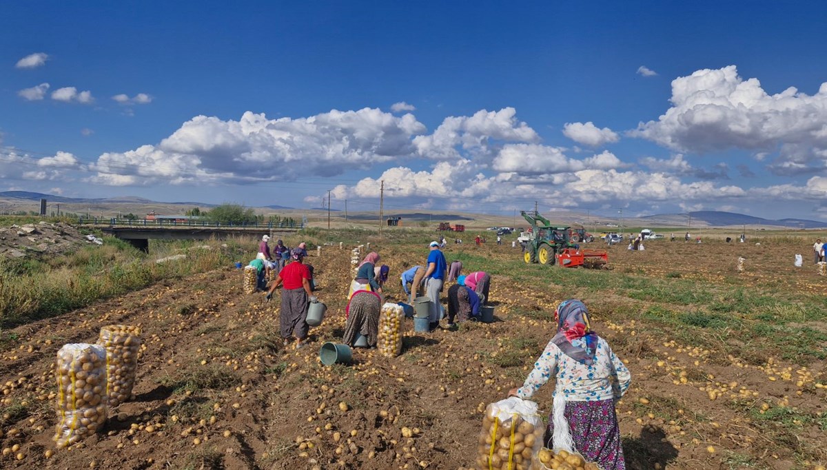 Patateslerini satamadı, halka ücretsiz dağıttı Patateslerini satamadı, halka ücretsiz dağıttı