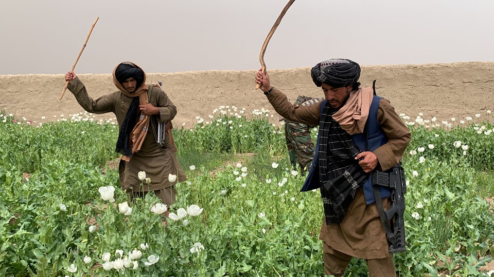 Taliban'dan Afganistan'da kenevir ekimine yasak - 2