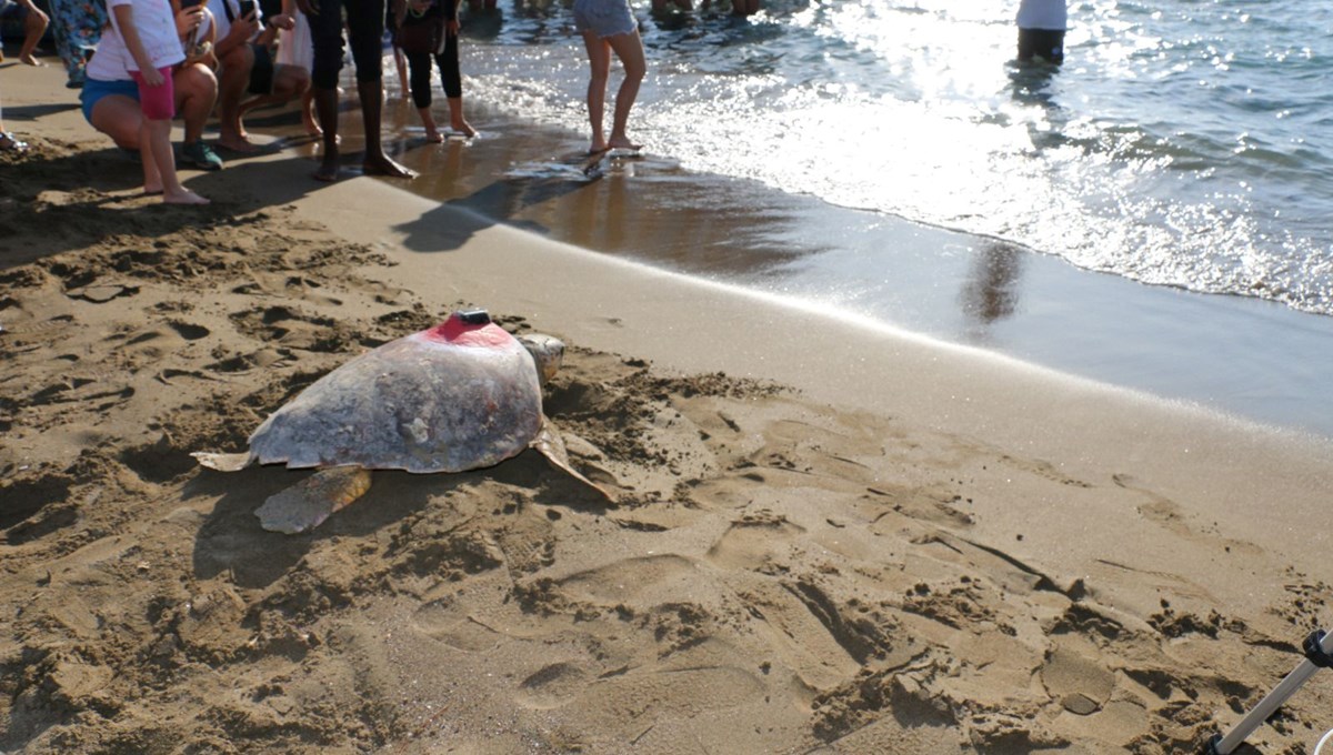 Caretta Tuba'nın sinyali kesildi