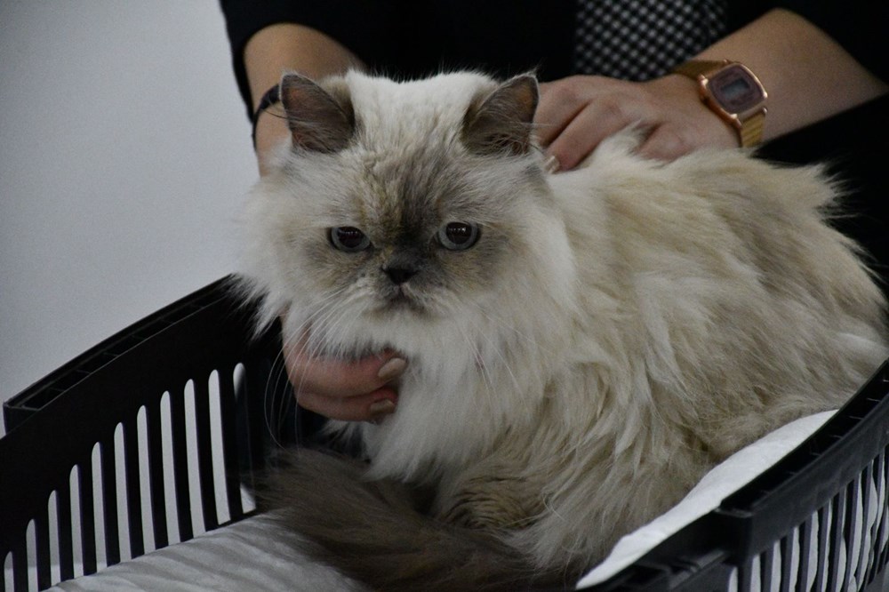 Sivas�ta �limuzinle şehir turu� ödüllü kedi güzellik yarışması