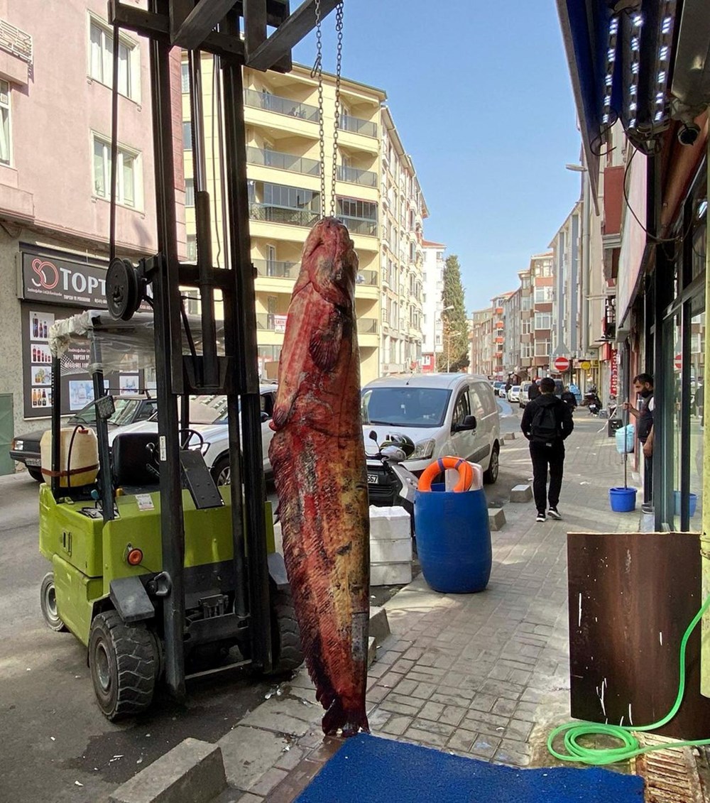 Meriç Nehri’nde yakalandı, tam 3 metre: Kilosu 450 liradan satışta 74 5J2jgeGZRkC kr7aYjZvWg