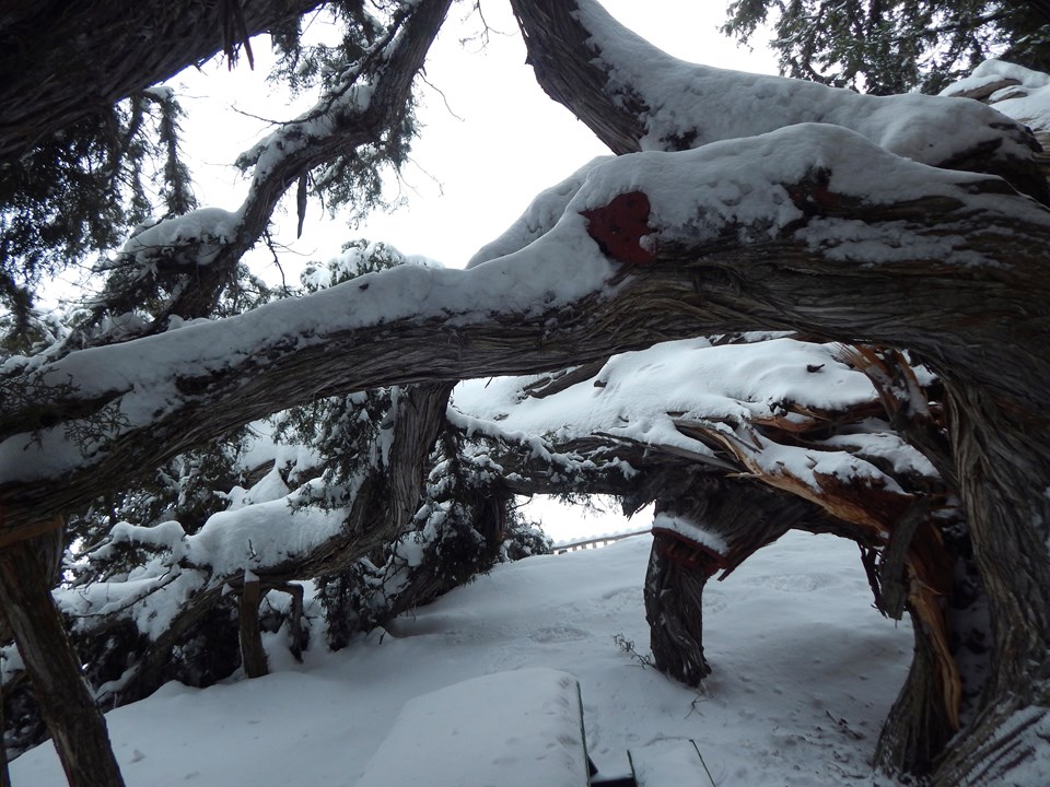 İki bin yaşındaki ağaç kar yağışına dayanamadı - 1
