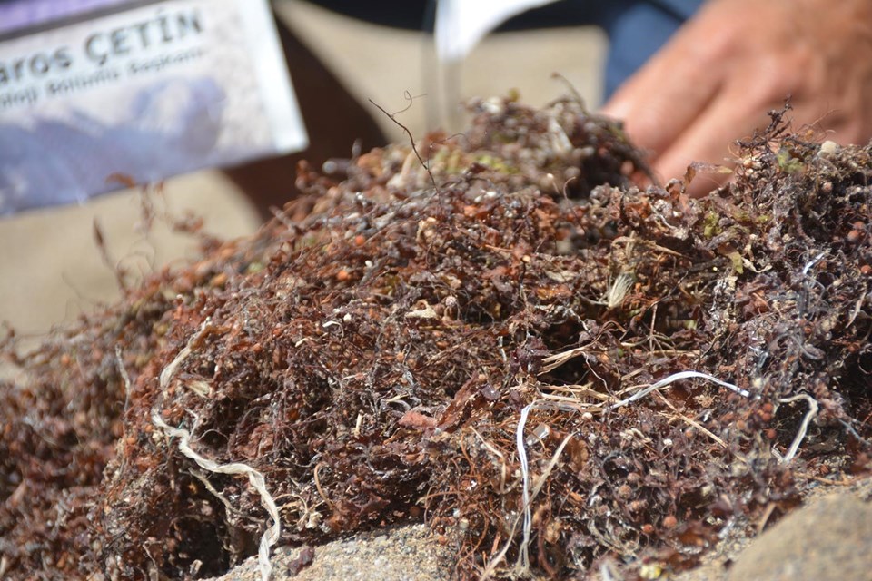 Sargassum nedir? (Sargassum tehlikeli mi?) - 1