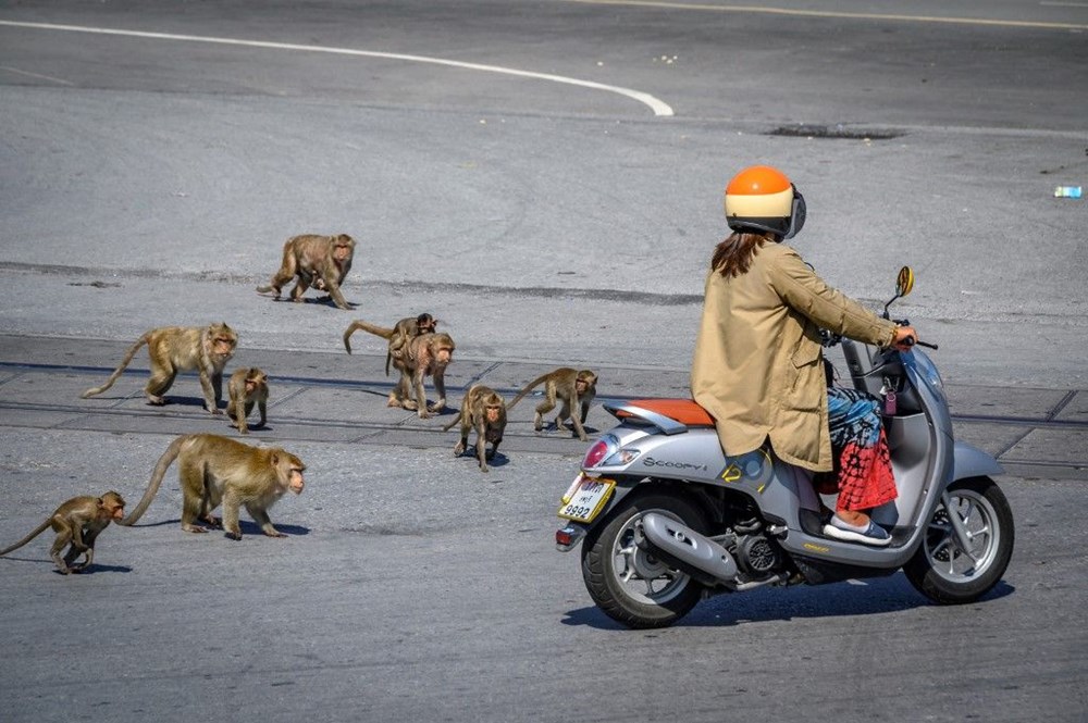 Tayland'ın Lopburi kentinin hakimi maymunlar - 13