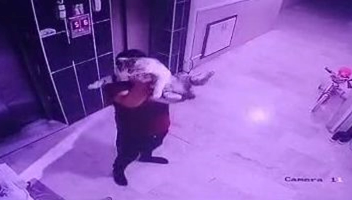 Hamile kediyi yere fırlatan gence gözaltı Hamile kediyi yere fırlatan gence gözaltı