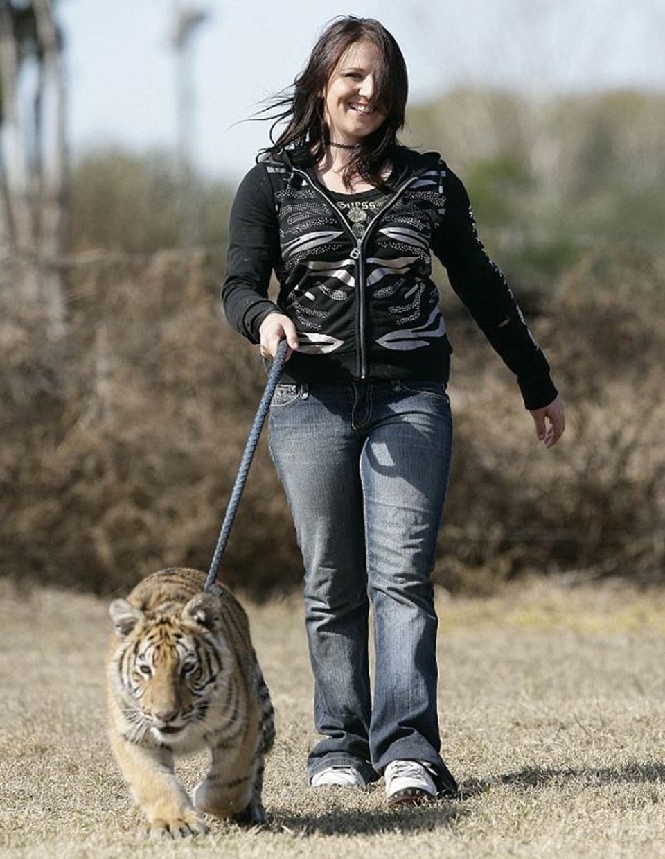 Велотигр. Тигр и девушка. Женщина с тигром на поводке. Красивая девушка с тигром. Тигр на поводке.