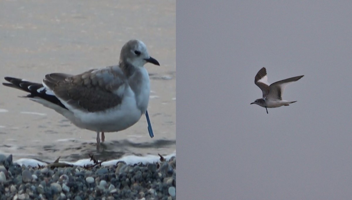 Türkiye’de ilk kez görüntülendi