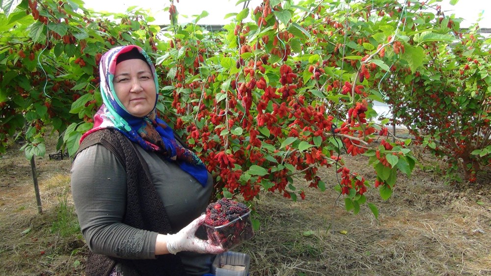 Bahçeden Sofraya Lüks Lezzet: Mersin’in 100 Liralık İhracat Yıldızı 72 5OqjToYQLEeS1Y A SleMw