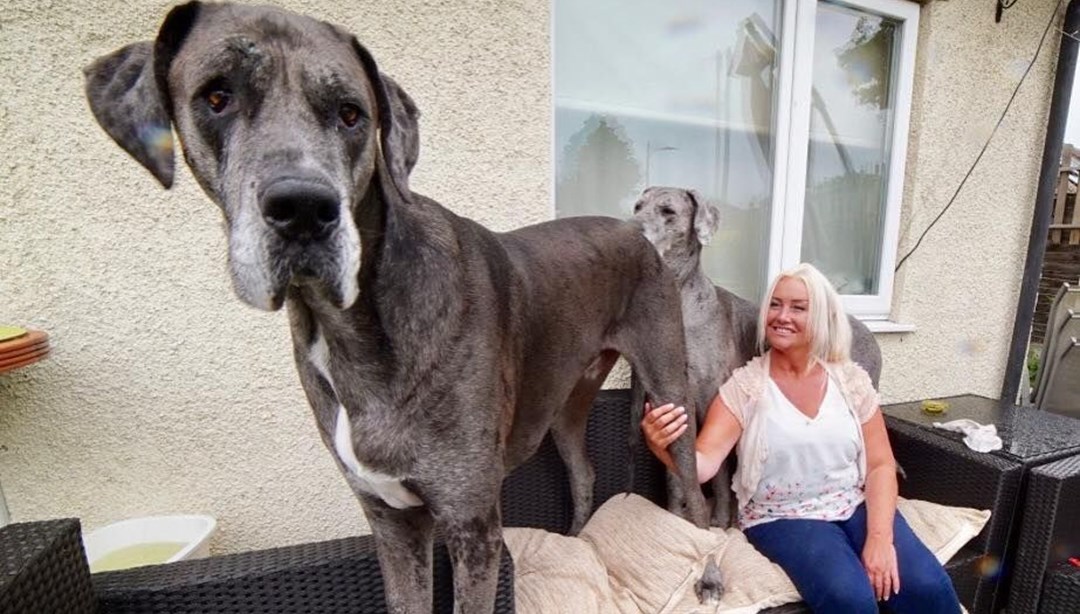 Dünyanın en uzun köpeği Freddy hayatını kaybetti NTV