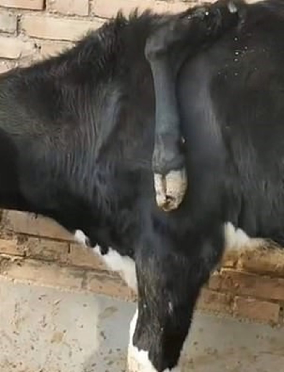 Çin'de bulunan 5 bacaklı inek görenleri şaşırttı - 1