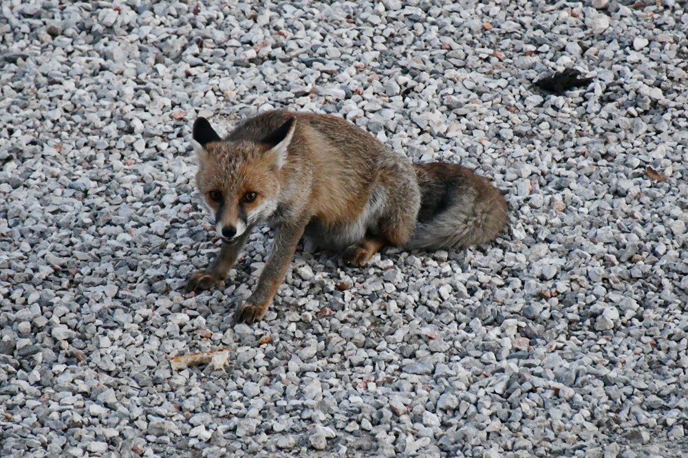 Manisa'da restoran sahibi, işletmesine gelen tilkileri elleriyle besliyor - 3