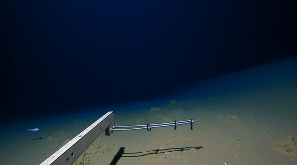 8 km derinlikte balık avı: Bugüne kadar en derinde avlanan balık rekoru kırıldı - 1