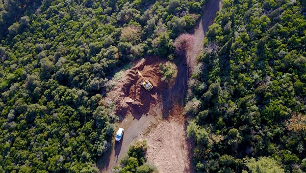 Büyükada'da 'at vebası' karantinası: 81 at itlaf edildi (Ruam hastalığı nedir, nasıl bulaşır?)