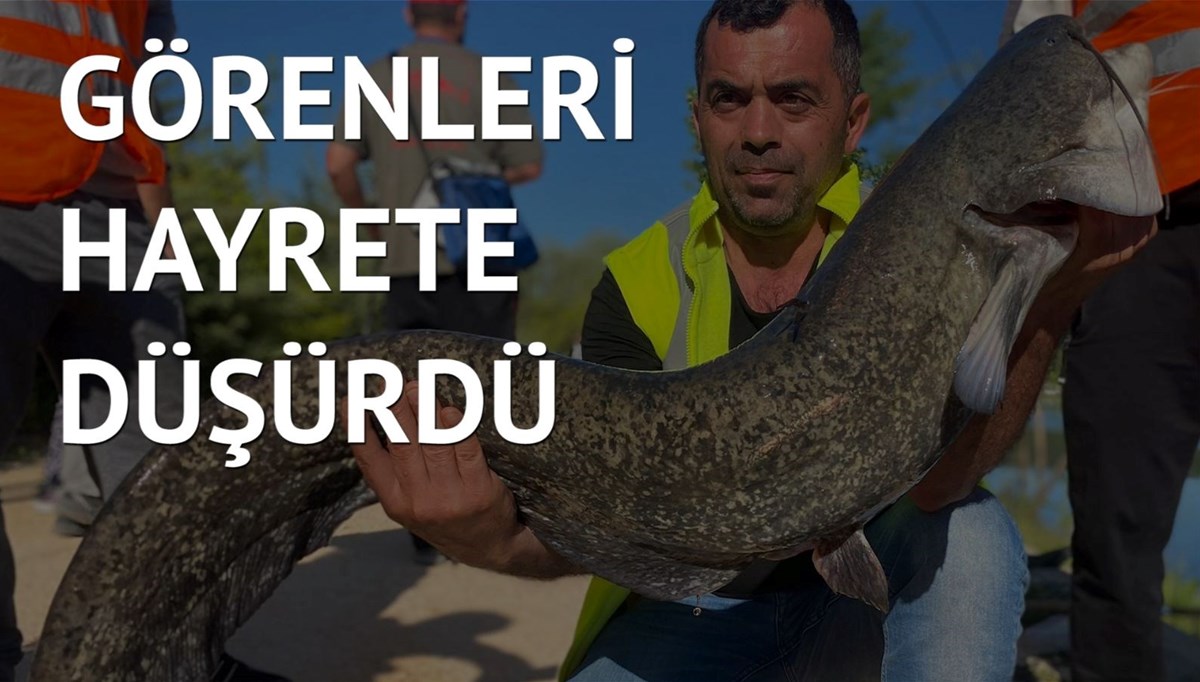 1,5 metrelik dev balık yarışmada oltaya takıldı