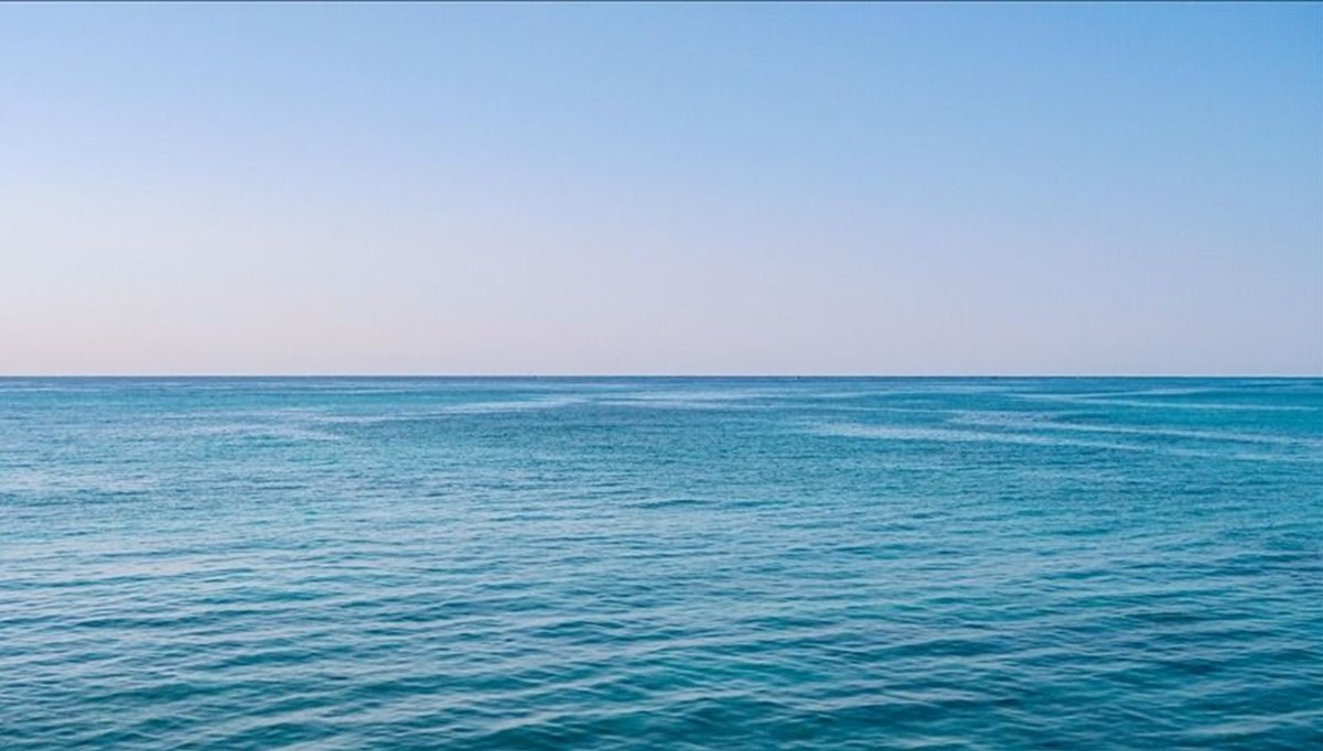 Yeni Zelanda'da çok sayıda yeni okyanus canlısı türü keşfedildi