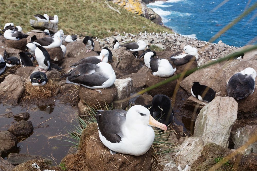 Küresel ısınma dünyanın en sadık canlılarını değiştirdi: Albatroslar arasındaki 'boşanma'lar arttı - 2