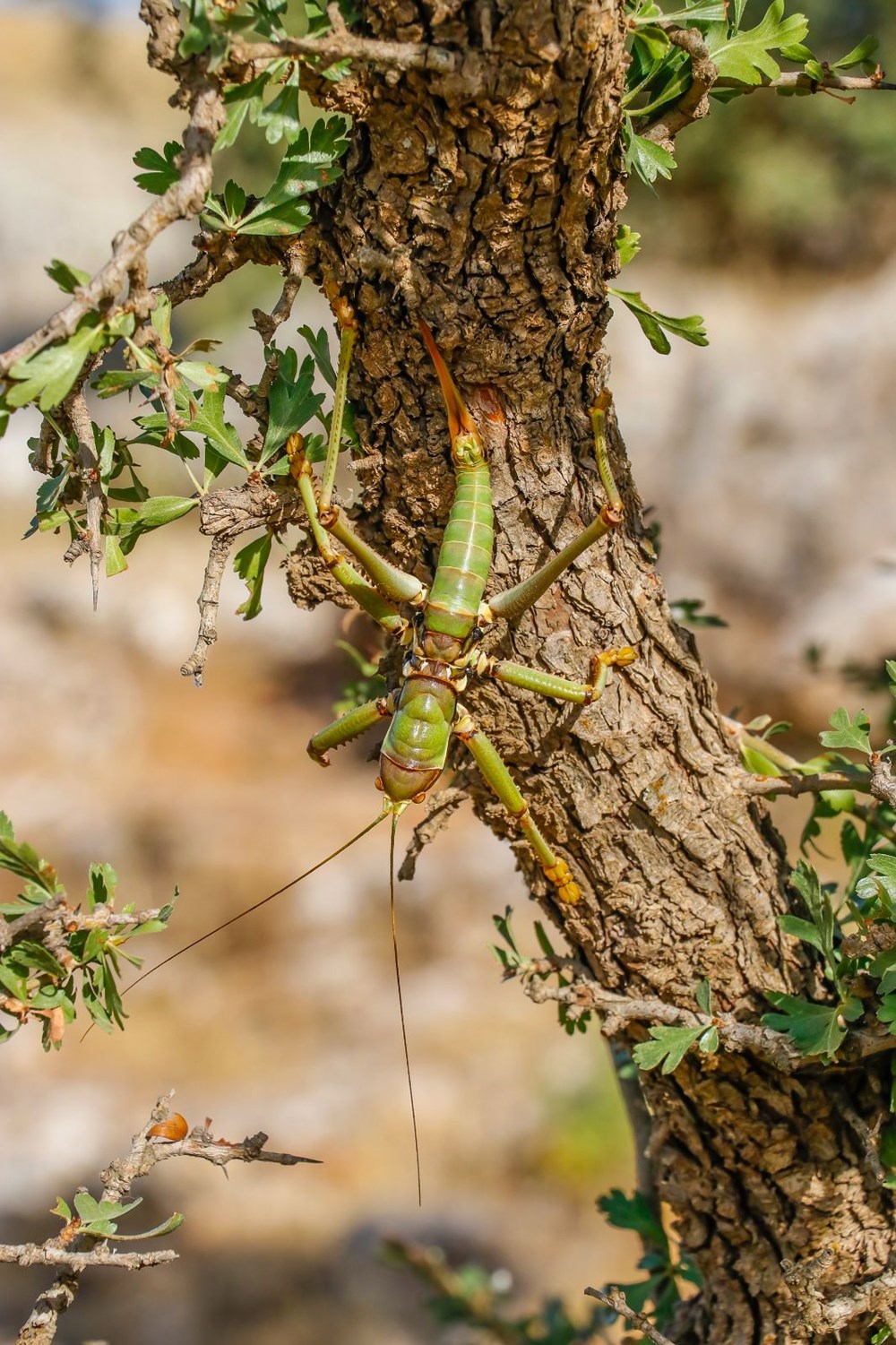 Dev çekirgeleri öldürmeyin uyarısı: Çiftçiye yarar sağlıyor - 10