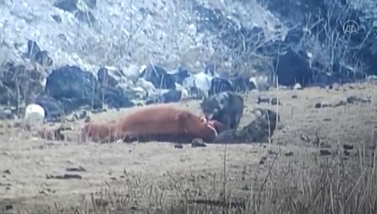 Aç kurtlar atı yedi Aç kurtlar atı yedi