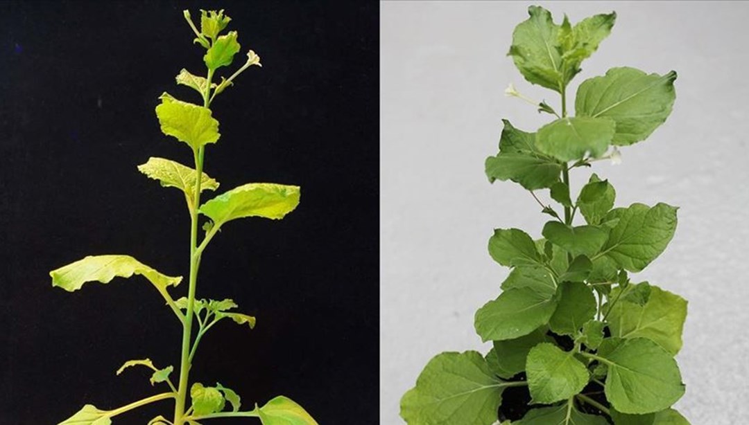 İzmir Yüksek Teknoloji Enstitüsü corona virüse karşı aşı çalışması