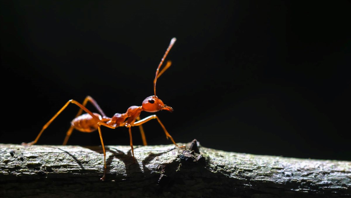 İstilacı karıncalar ilk kez Avrupa'da