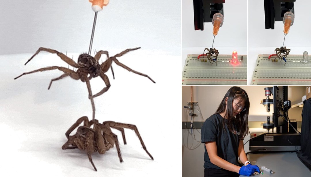 Zombi örümcekler geliyor: Bilim insanları ölü hayvanlardan robot yaptı