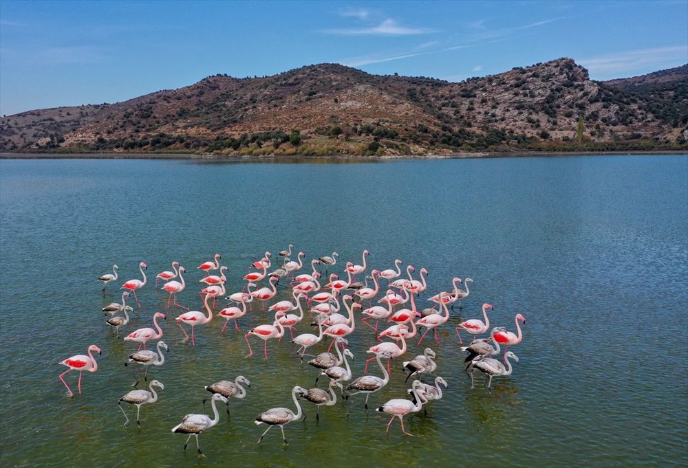 Kuş cenneti Bafa Gölü'nde korkutan görüntü - 23