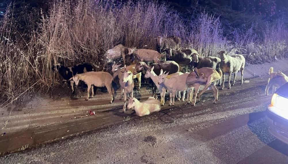 Çiftlikten kaçan 20 keçi bulundu