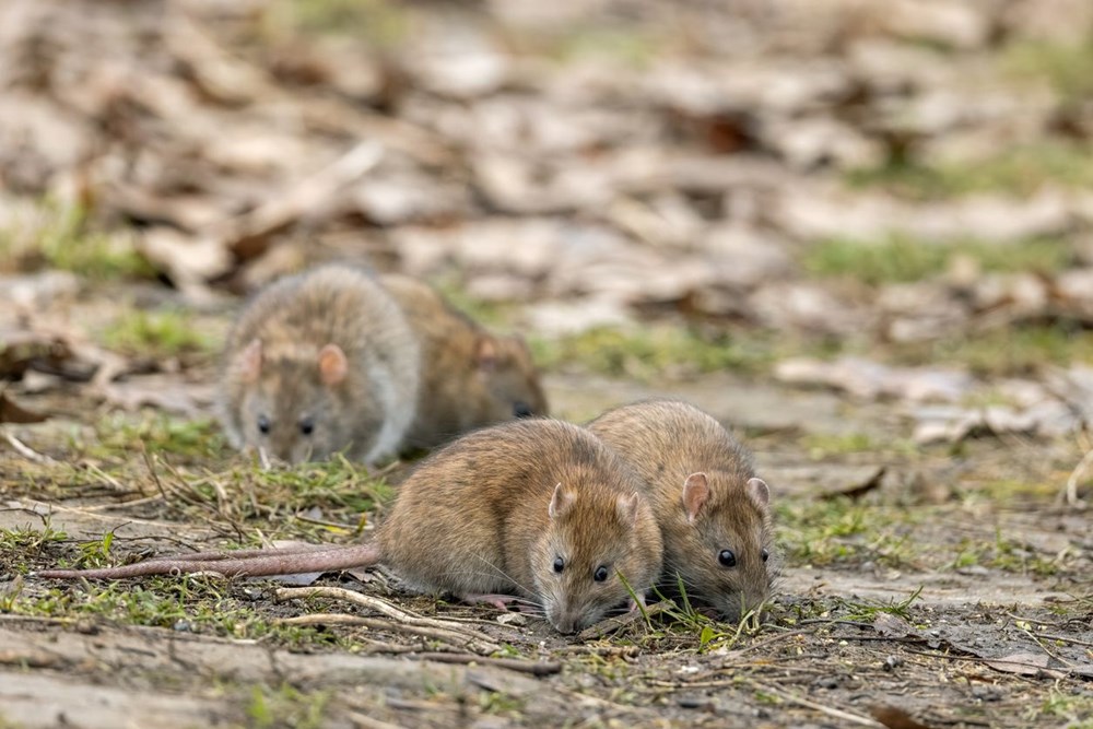 Ünlü oyuncunun eşini öldüren virüs 3 can daha aldı: Yetkililer telaşlı 76 5 FQiuMWUUKZ yIRRsa7EA