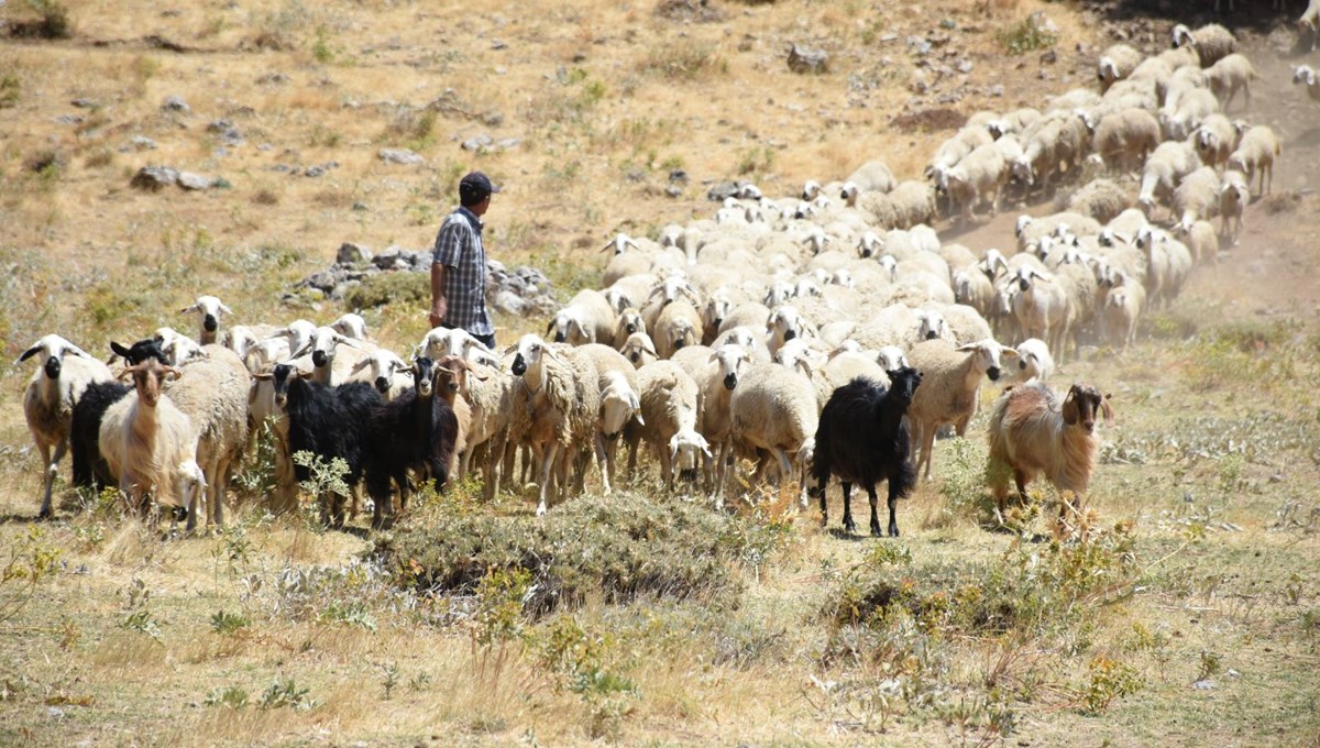 Depremden etkilenen Malatya'da devlet desteğiyle hayvancılık gelişiyor Depremden etkilenen Malatya'da devlet desteğiyle hayvancılık gelişiyor