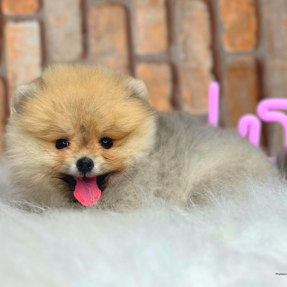 En popüler ve en güzel süs köpeği Pomeranian Boo hakkında bilinmesi gerekenler - 2