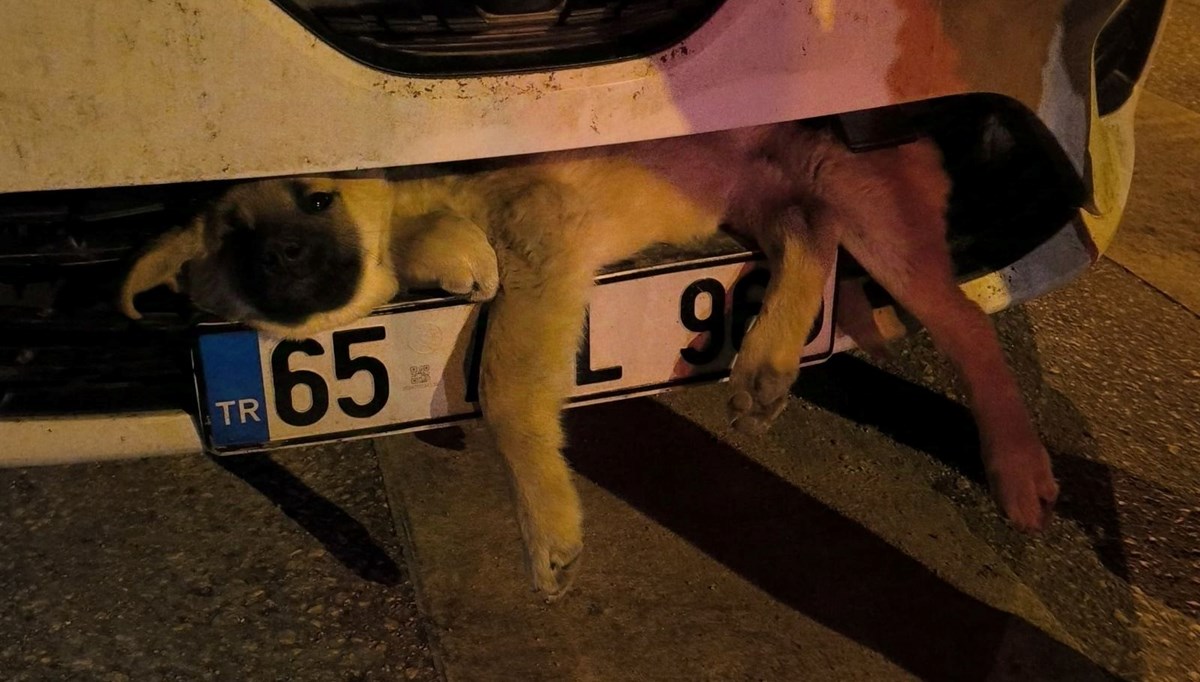 Otomobilin çarptığı köpek tampona sıkıştı Otomobilin çarptığı köpek tampona sıkıştı