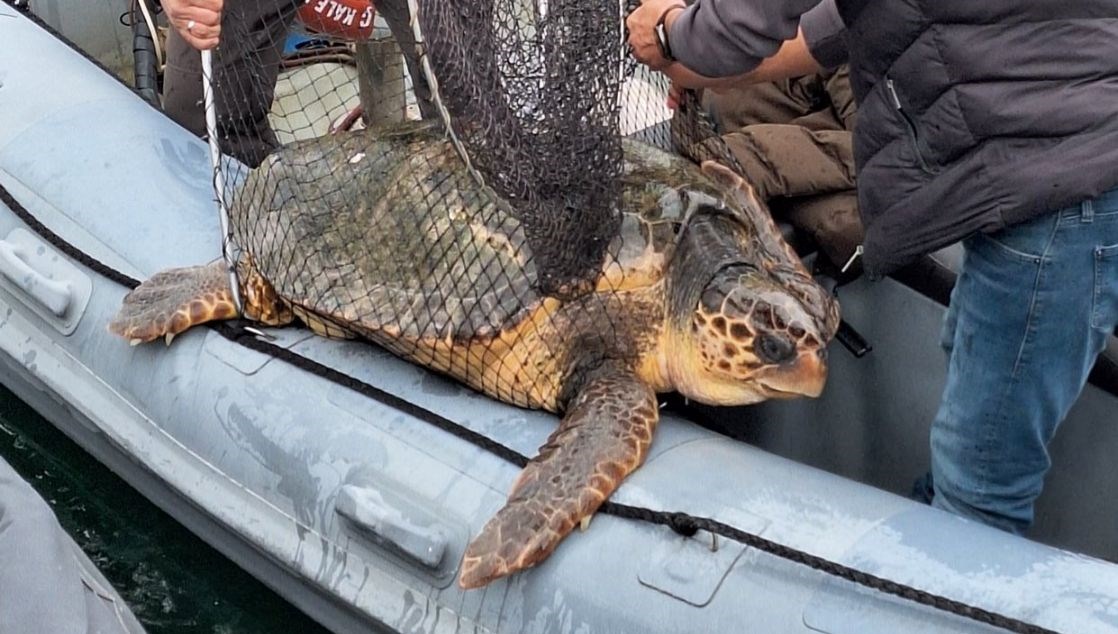 Yat limanına giren 150 kiloluk caretta caretta kurtarıldı