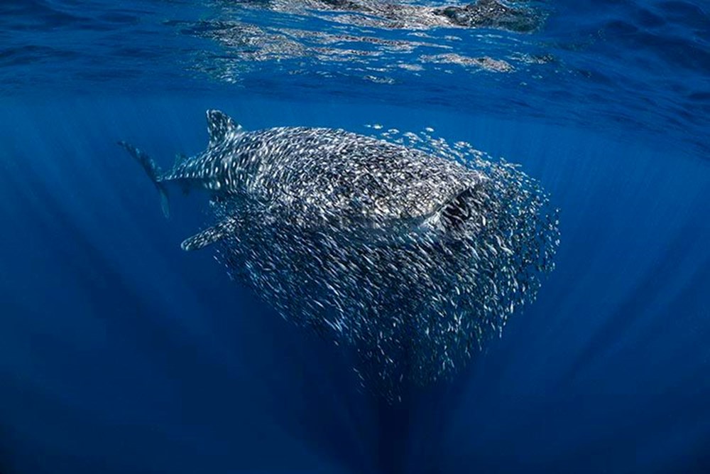 2023 yılının en iyi su altı fotoğrafları seçildi (2023  Underwater Photography Of The Year) - 4