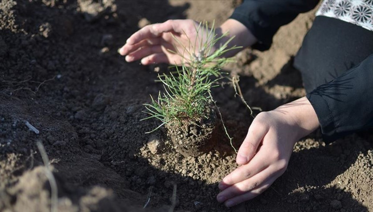 81 ilde 'Milli Ağaçlandırma Seferberliği': Cumhurbaşkanı Erdoğan da katılacak