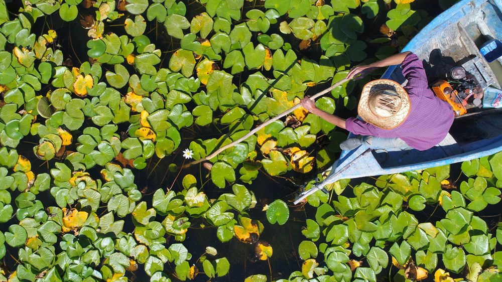 Türkiye'nin en büyük nilüfer bahçesi: Beyşehir Gölü - 3