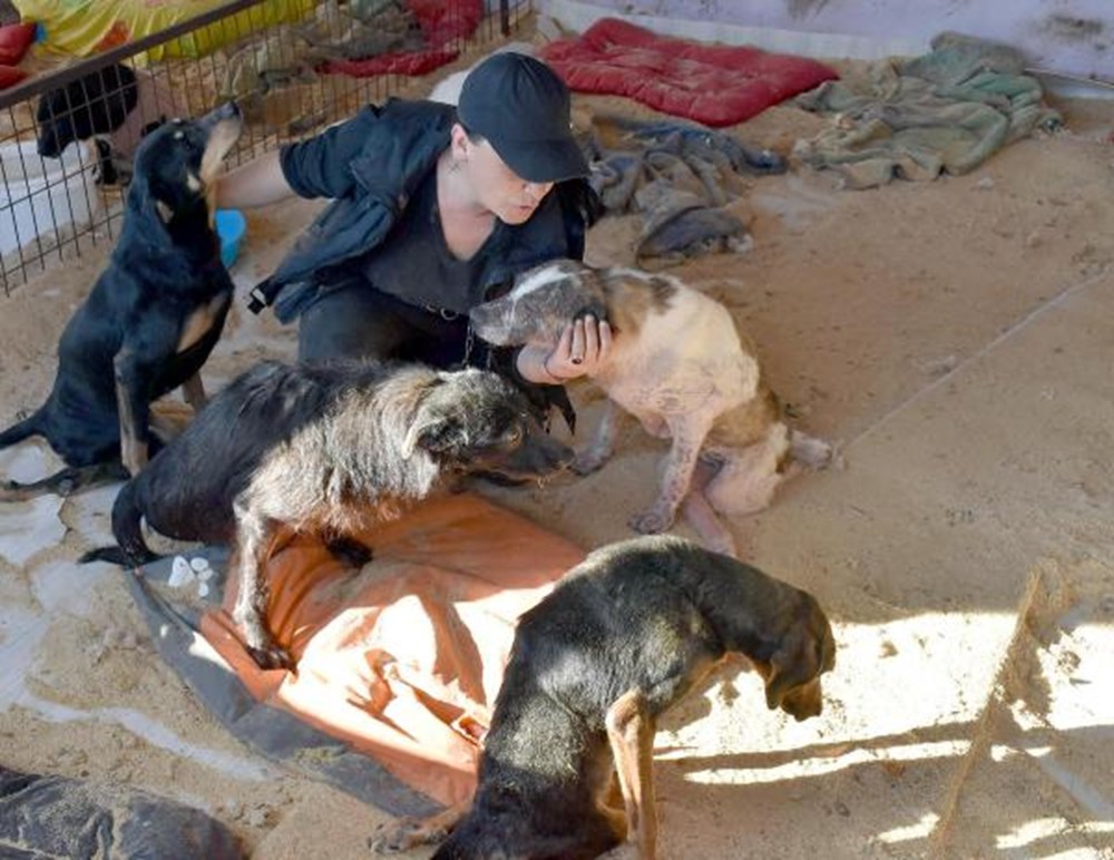 Tek başına 400 köpeğe bakıyor NTV